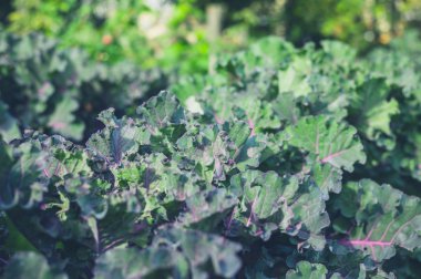 Bahçede lahana yetişiyor.