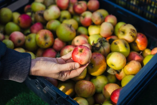 Női kezében egy almát — Stock Fotó