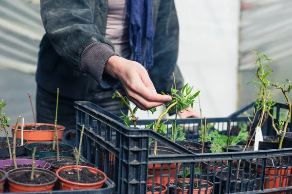 小さな植物に触れる庭師 — ストック写真