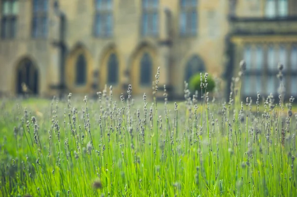 Lavender in formal garden — Stock Photo, Image