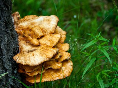 Ağaç gövdesinde büyüyen mantarlar, ormandaki kabukta büyüyen mantarlar, bitki ilaçlarında kullanılan tıbbi ve biyolojik anlamlar,