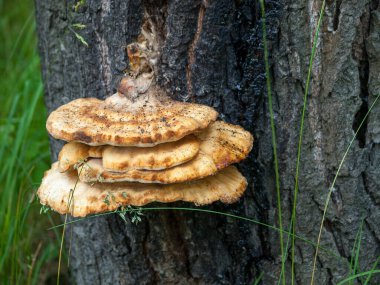 Ağaç gövdesinde büyüyen mantarlar, ormandaki kabukta büyüyen mantarlar, bitki ilaçlarında kullanılan tıbbi ve biyolojik anlamlar,