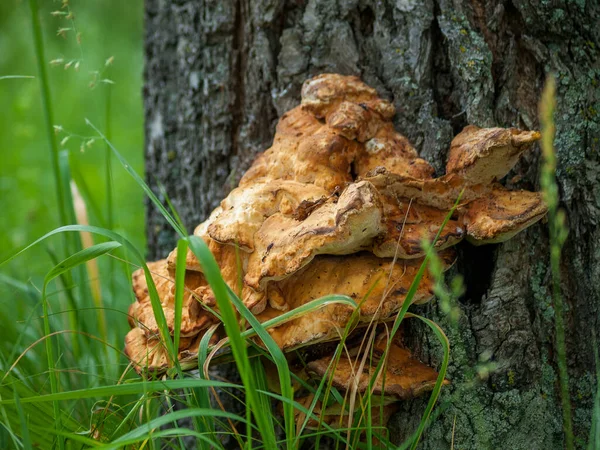 Paddenstoelen Groeien Stam Van Bomen Chaga Paddenstoel Groeit Schors Het — Stockfoto