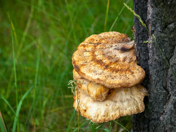 Paddenstoelen Groeien Stam Van Bomen Chaga Paddenstoel Groeit Schors Het — Stockfoto