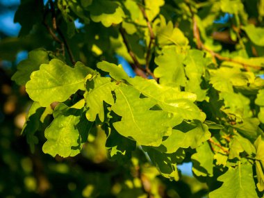 Meşe bitkisi ve yaprakları, güneş ışığındaki ağaç dallarına yakın çekim, orman bitkisi, fotosentez ve klorofil, bir ağaç cinsi ve Beech ailesinin çalıları.