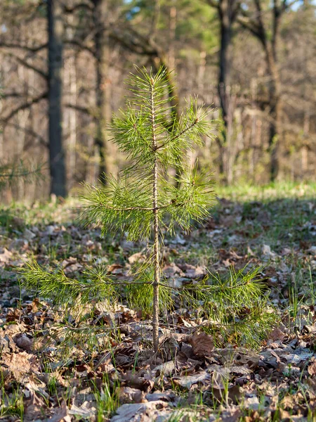 森の中の若い緑のトウヒ 新しい木を植え 森林再生 森林スタンドの更新 若い成長している木の松 — ストック写真