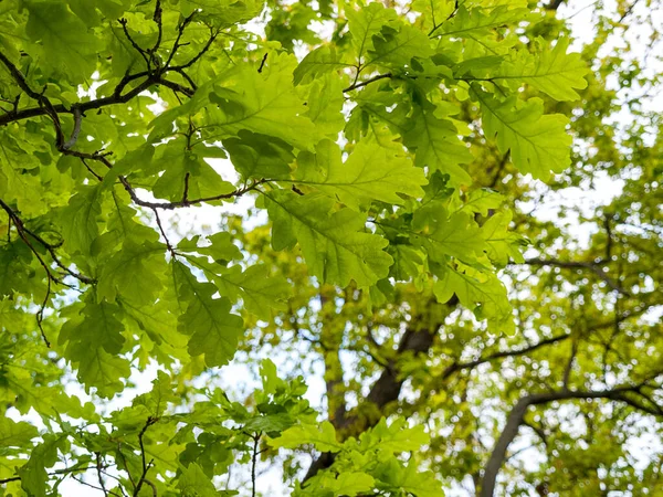 オークの葉は密生し オークの木は自然 夏は緑の葉は日光 ブナ科の木や低木の属 — ストック写真