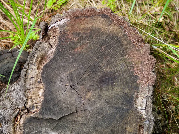 Årsringar Trädstammen Trädets Ålder Klippningen Det Klippta Trädet Skogen Stubben — Stockfoto