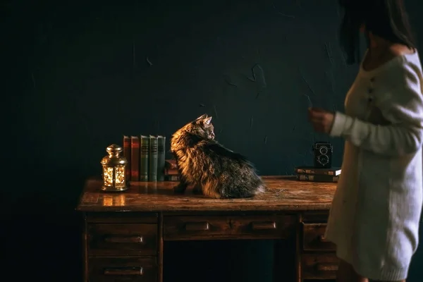En katt är, på ett gammalt bord med böcker — Stockfoto
