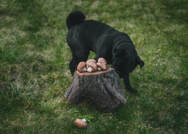 Siyah köpek mantar kokluyor.