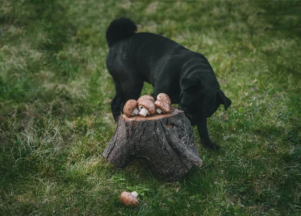 Siyah köpek mantar kokluyor.
