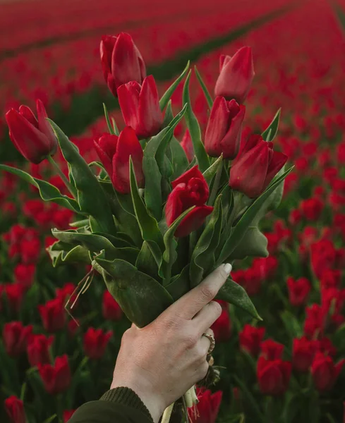 Bouquet de tulipes à la main dans le champ — Photo