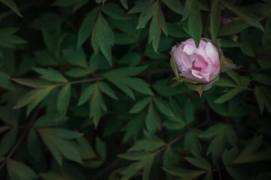 Yeşil yaprakların arka planında pembe şakayık