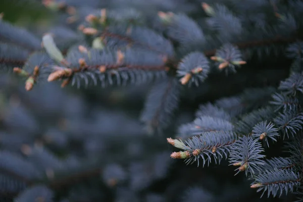 푸른 가문비나무의 커다란 가지들 — 스톡 사진