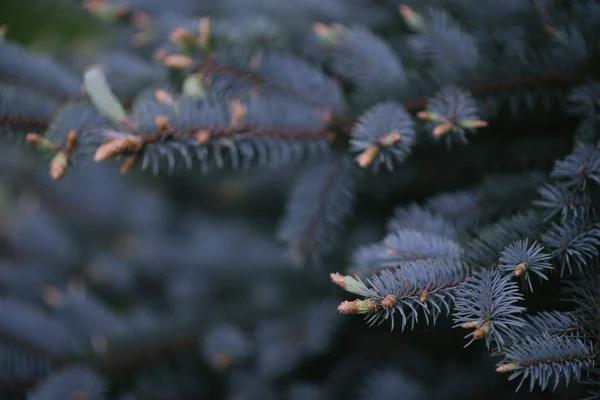 Grote takken van Blauwe sparren boom — Stockfoto