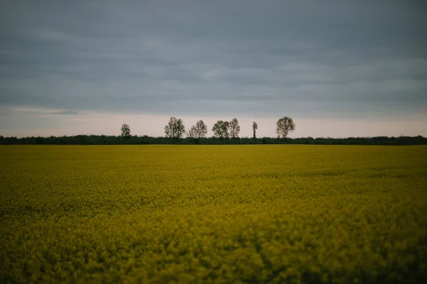 Campo di colza in una giornata nuvolosa — Foto Stock