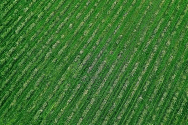 Green grass and bushes top view from a drone — Stock Photo, Image