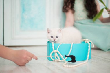 Bir kutuda kedi yavrusu içeride oynuyor.