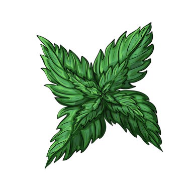 Beyaz arka planda yeşil nane yaprakları. Naneli şekerin renkli çizimi. Taze nane bitkisinin vektör çizimi ve yaprakları klasik tarzda. İşlenmiş bitkisel, Melissa, nane ikonu.