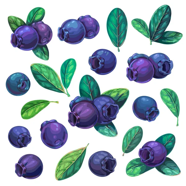 Bleuets frais avec des feuilles isolées sur blanc. Illustration vectorielle. Grand ensemble de whortleberry juteux mûr. compositions variées de baies bleues pour la publicité, l'étiquette, la conception d'emballage. myrtilles clipart — Image vectorielle