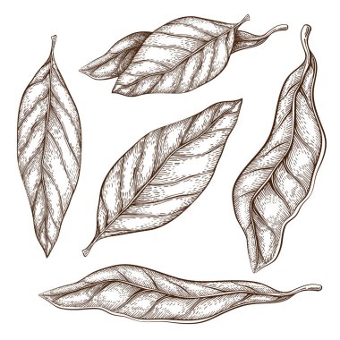 El yapımı defne yaprakları beyaza izole edilmiş. Kuru defne yaprağı seti çizimi. Klasik oyma stil. Kuru çeşnili defne. Organik, yemek aromalı, baharatlı. tasarım için harika