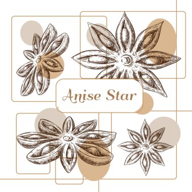 anasonlu yıldız ambalaj tasarımı. El yapımı anason etiketi, afiş, çıkartma ya da logo. Düzen şablonu. Aroma baharatlarının çizimi. içeceklerin, aromaterapinin ya da kozmetik ürünlerin ambalaj tasarımı için harika