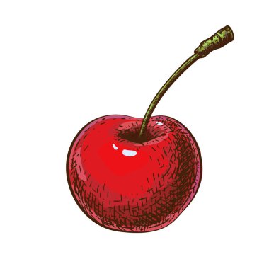 Kırmızı kiraz çizimi beyaz arkaplanda izole edilmiş. Kirazın klasik oymalı el çizimi çizimi. Stylesh Moda Tasarımı için tatlı böğürtlen parçası. logo, bayrak, ambalaj için harika