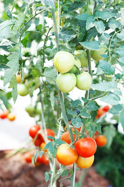 Tomates no jardim — Fotografia de Stock