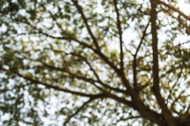 Ağaç için arka plan bulanıklık