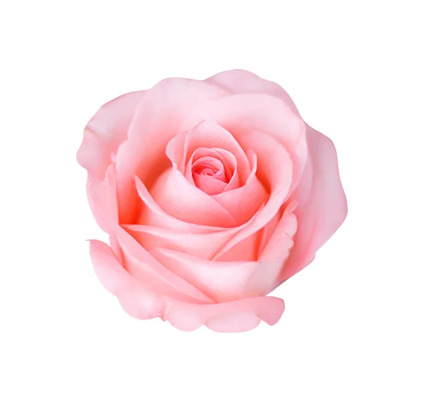 Rosa rosa isolado no fundo branco, foco suave . — Fotografia de Stock
