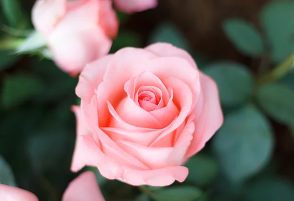粉红色玫瑰在花园里, 柔和的焦点 — 图库照片
