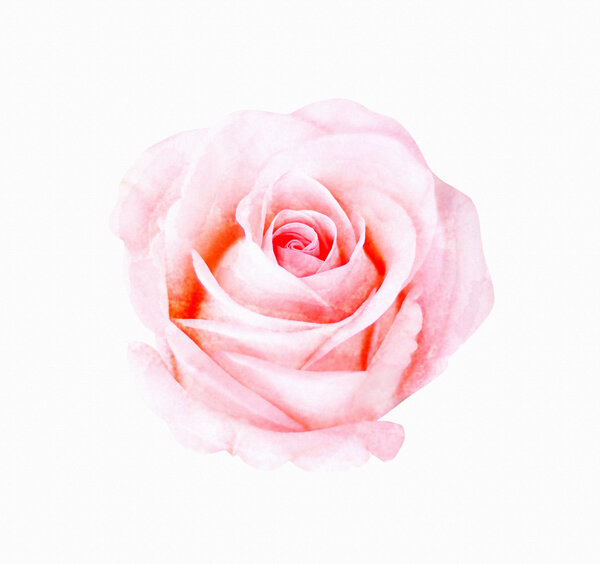 Digital painting watercolor of pink rose.