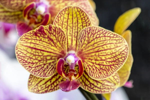 Geel Roze Orchidee Geïsoleerd Witte Achtergrond — Stockfoto