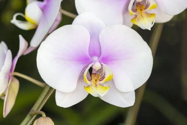 Close Różowa Orchidea Ogrodzie — Zdjęcie stockowe