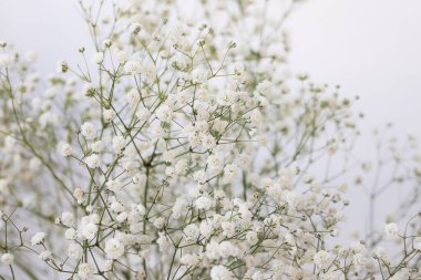 Beyaz arka planda beyaz çigila