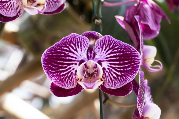 Close Roze Orchidee Tuin — Stockfoto