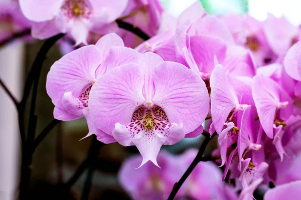 Bahçede Yakın Plan Pembe Orkide — Stok fotoğraf