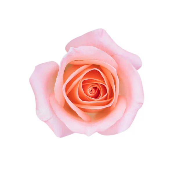 粉红玫瑰花 白色背景 软聚焦点和剪枝路径隔离 — 图库照片