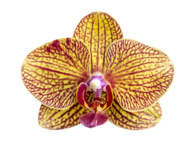 Sarı - Beyaz arka planda izole edilmiş pembe orkide