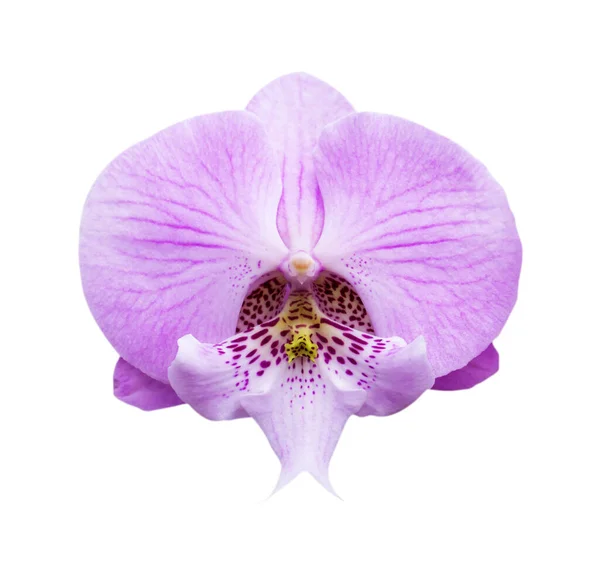 Orchidée Rose Isolée Sur Fond Blanc Mise Point Douce Chemin — Photo