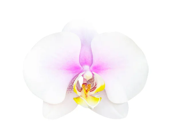 Blanc Orchidée Rose Isolée Sur Bacgkround Blanc — Photo
