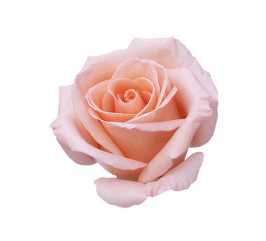 Beyaz arkaplanda yalıtılmış pembe gül çiçeği, yumuşak odak ve kırpma yolu