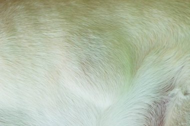 15 yaşındaki Labrador köpeğindeki kanser lipomu..