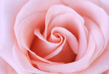 Pembe gül çiçeği arka plan ve yumuşak odak için yakın plan