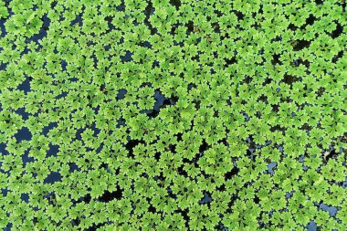 Yakın plan Azolla caroliniana ya da Sivrisinek eğreltiotu, su eğreltiotu. Eğreltiotları familyasından küçük bir su bitkisidir. Su yüzeyinde, tropik bölgelerde ve genel olarak