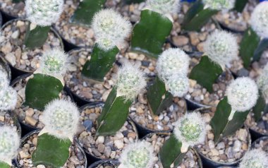 Bahçede beyaz kaktüs var..