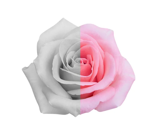 粉红玫瑰花 白色背景 软聚焦点和剪枝路径隔离 — 图库照片