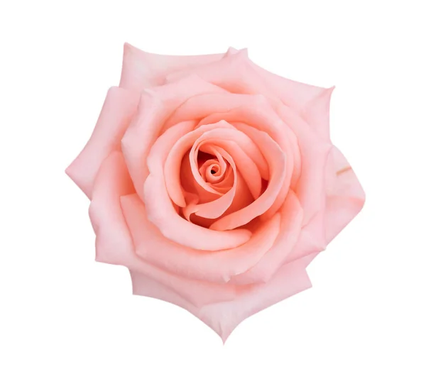 Rosa Rosa Flor Cabeça Isolada Fundo Branco Foco Suave Caminho — Fotografia de Stock