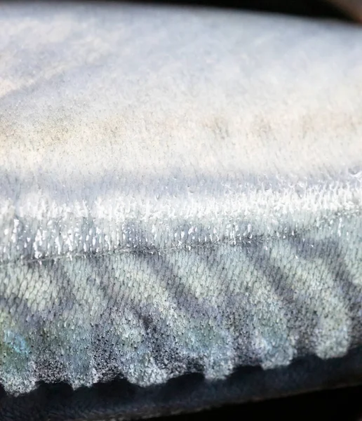 Saba Haut Fisch Hintergrund Und Textur — Stockfoto