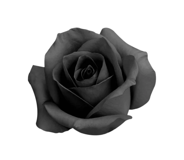 Beyaz arkaplanda izole edilmiş siyah gül, kırpma yolu ve - yumuşak odak